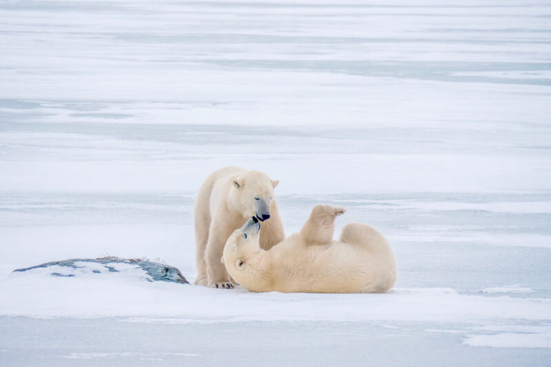two polar bears playing on the sea ice