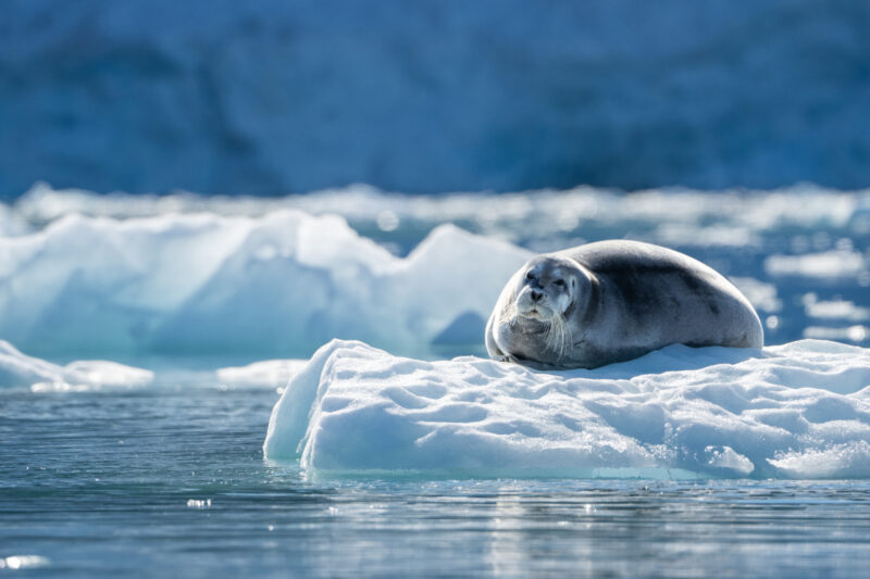 Seal in Svalbard