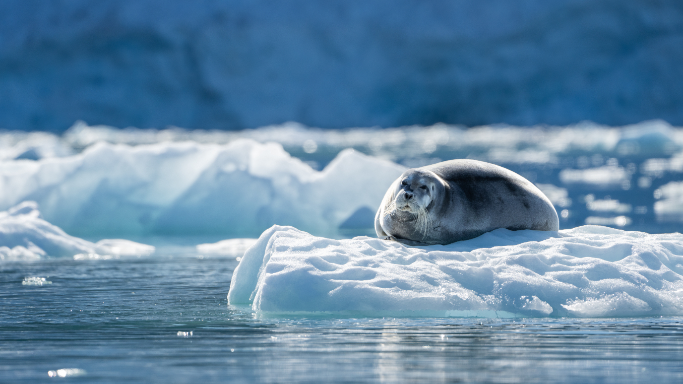 AE-Svalbard-Gallery00010 Seal in Svalbard
