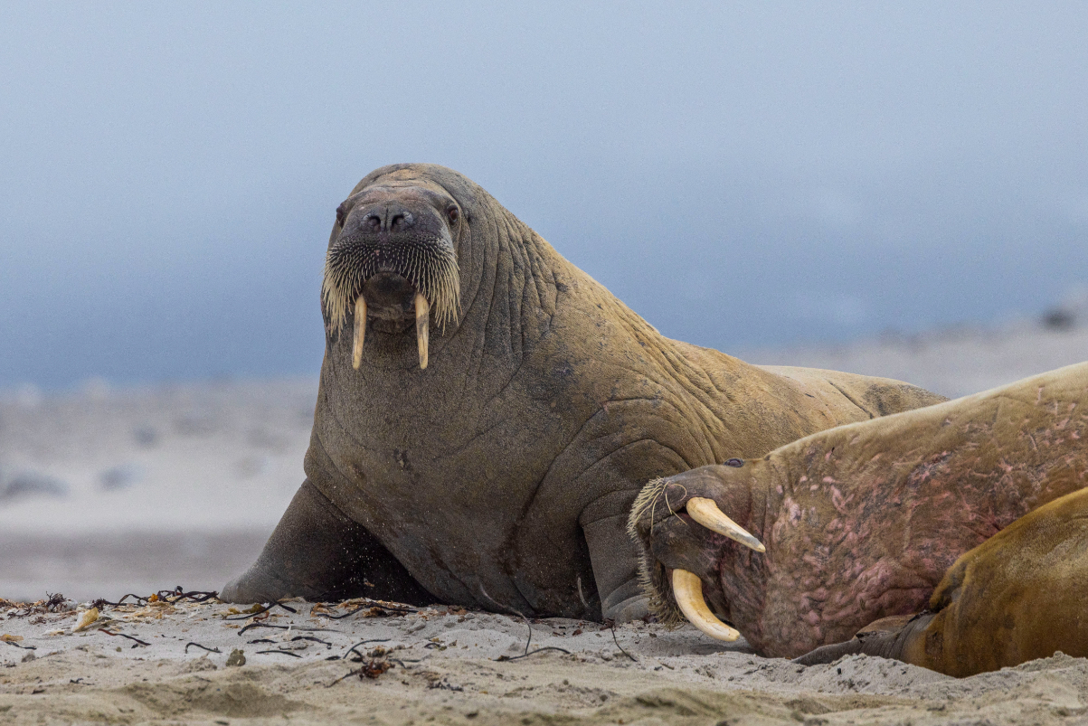 AE-Svalbard-Gallery00018 walrus in Svalbard