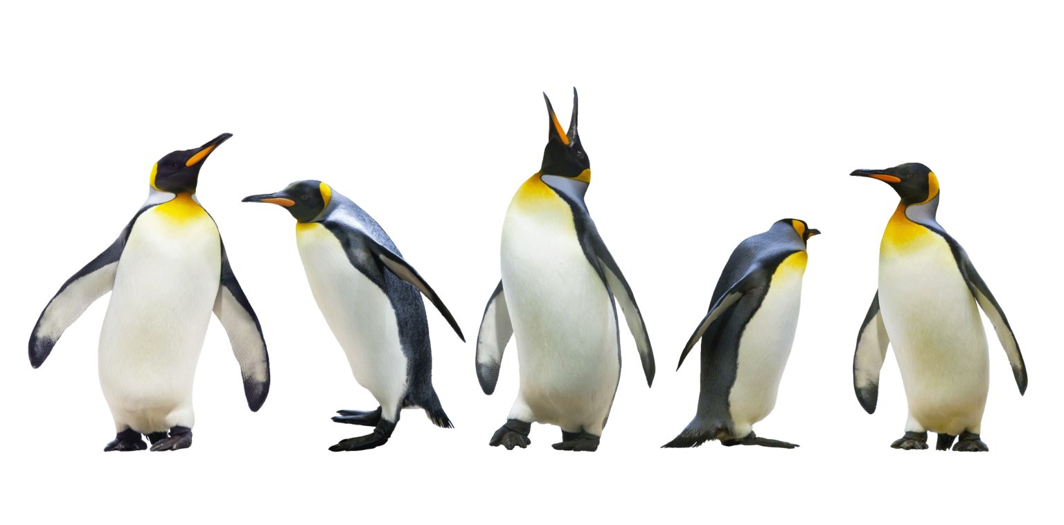 Antarctica wildlife emperor penguins