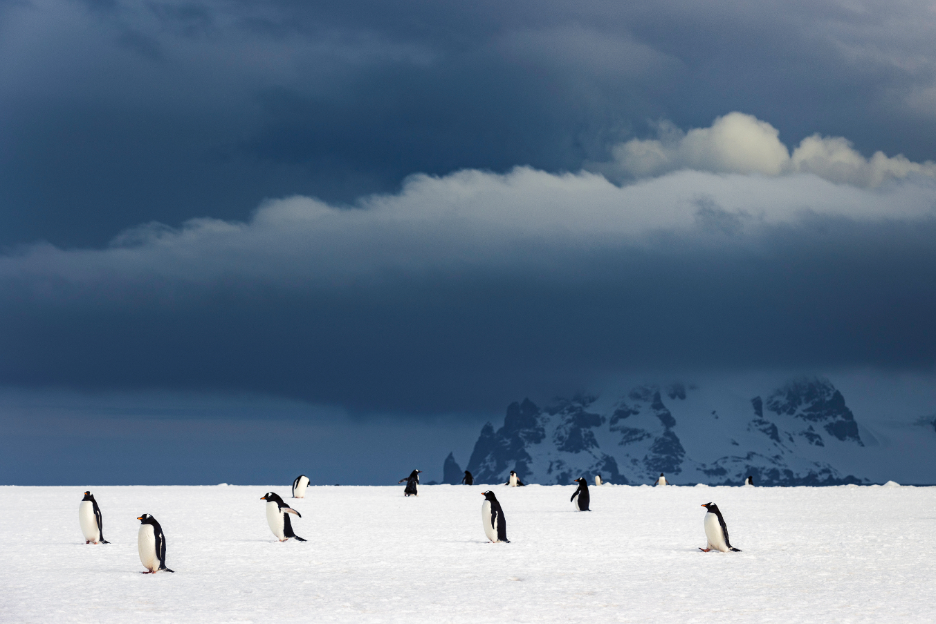 Aurora - Antarctica penguins on shore in Antarctica