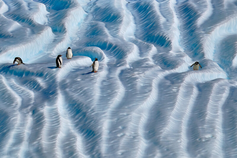 Scenery in Antarctica with penguins