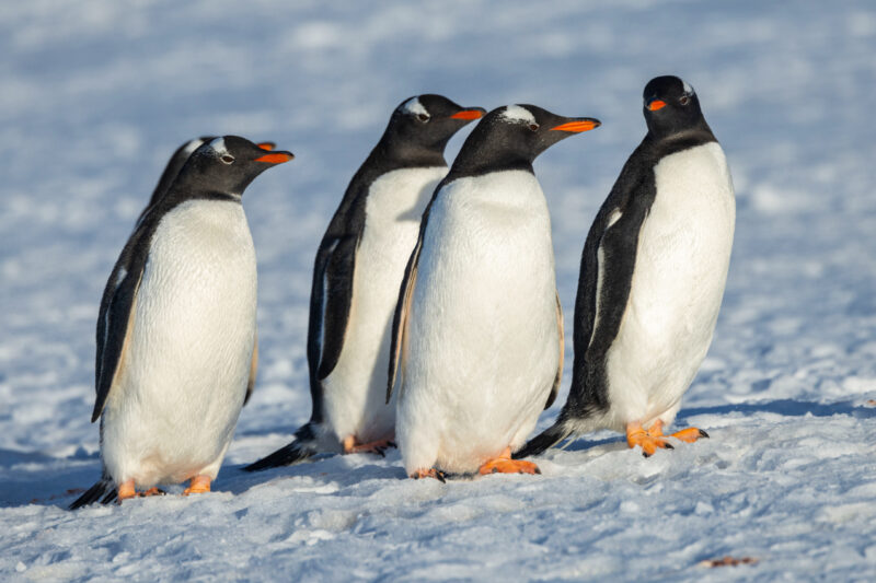 penguins in Antarctica