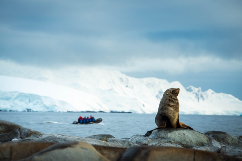 Seal on a rock in Antarctica