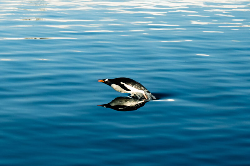 Penguin jumping in Antarctica