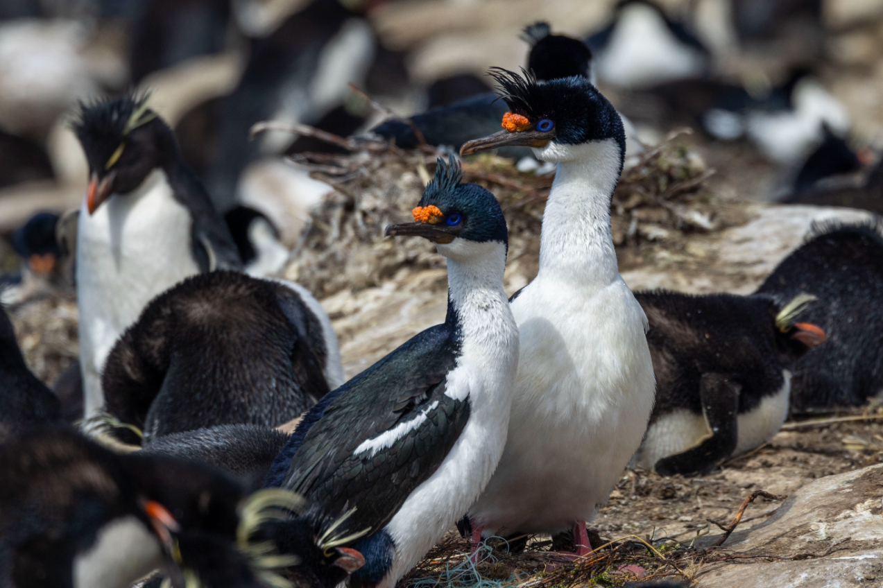 Aurora-Falkland-Islands Birds in Falkalnd Islands