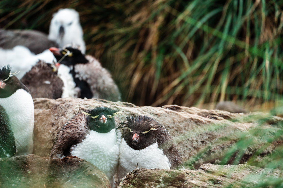 Aurora-Falkland-Islands Rockhopper penguins in Falkalnd Islands