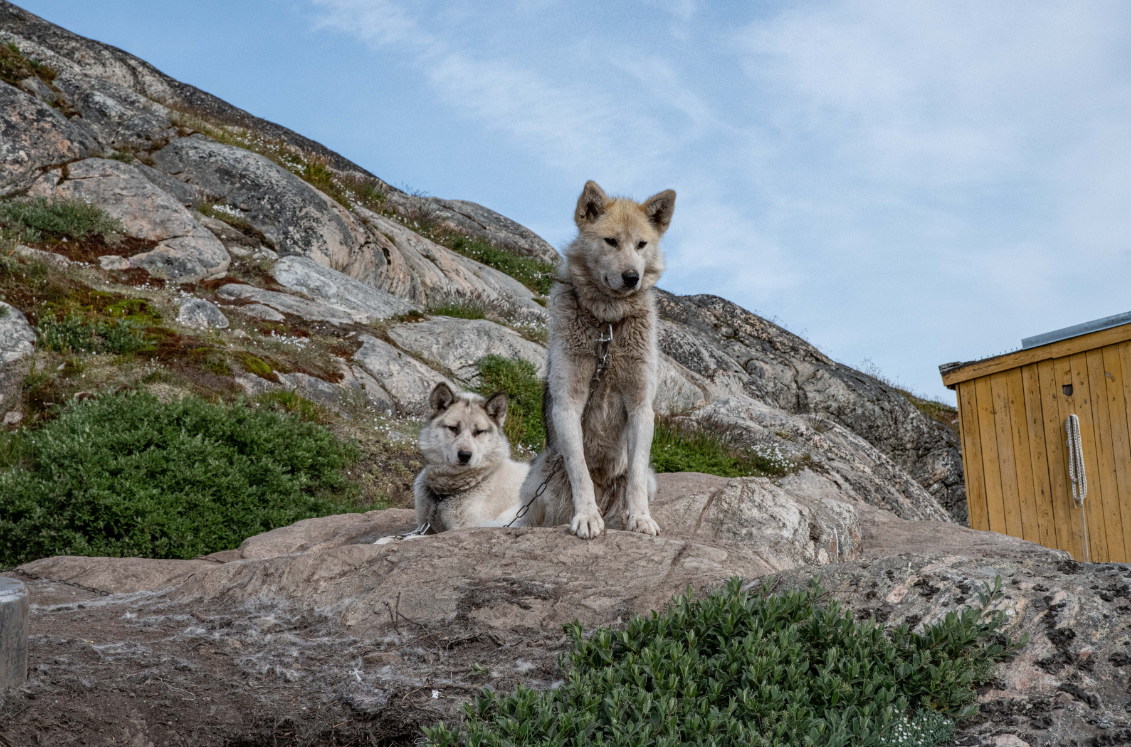 Aurora-Ilulissat-Greenland-5 Dog in Ilulissat