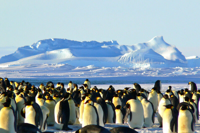 Penguins in Antarctica