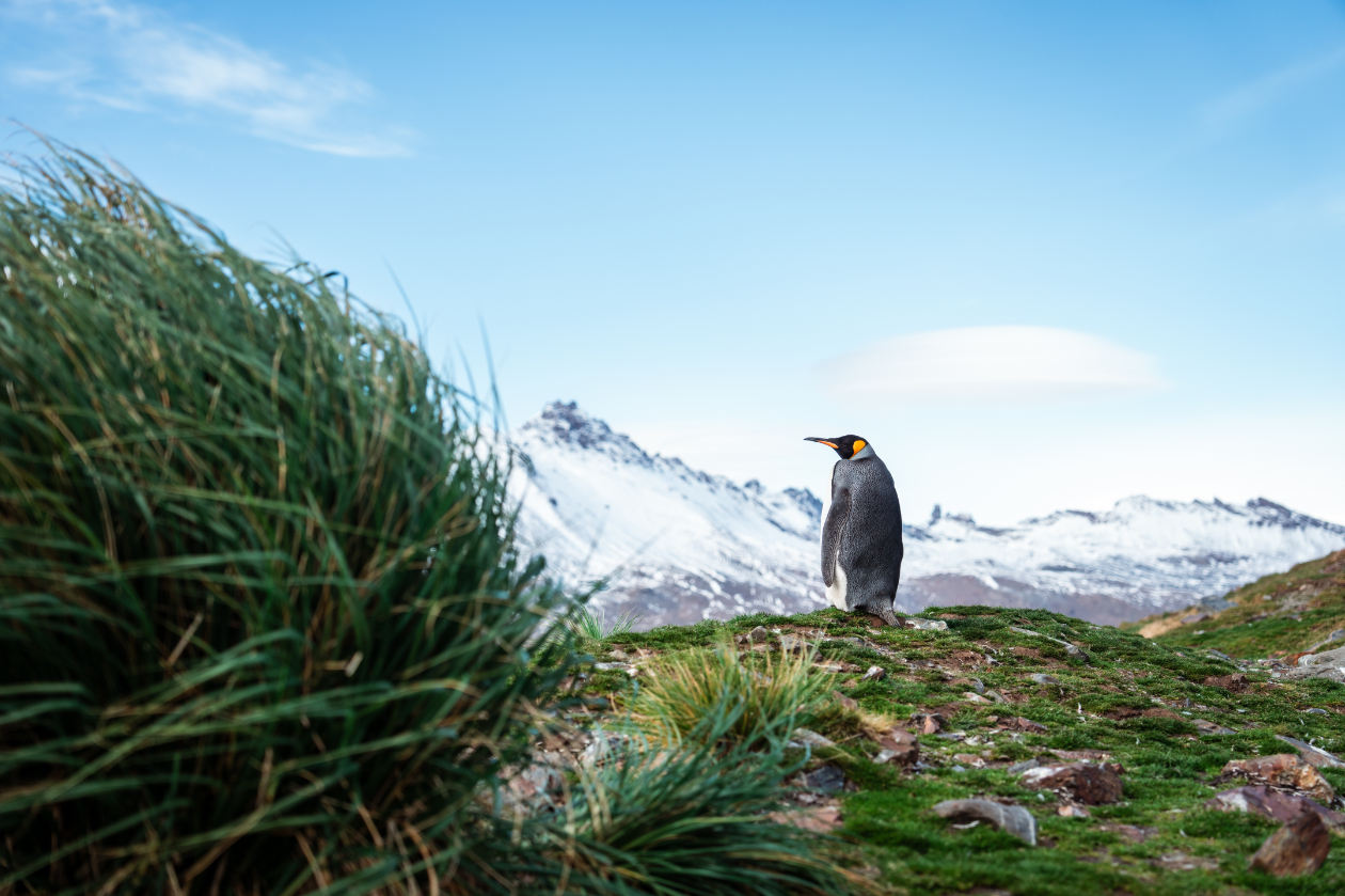 Aurora - South-Georgia Penguin in South Georgia