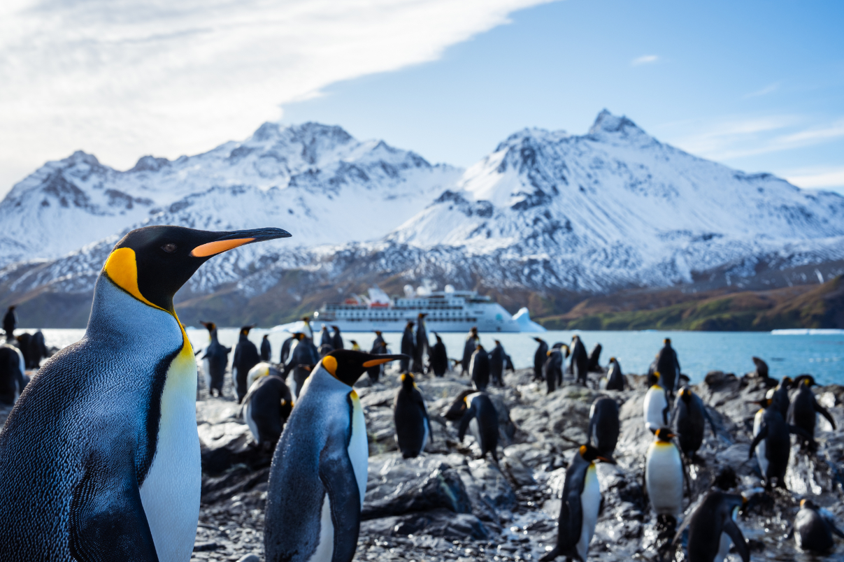 Aurora - South-Georgia Penguins in South Georgia