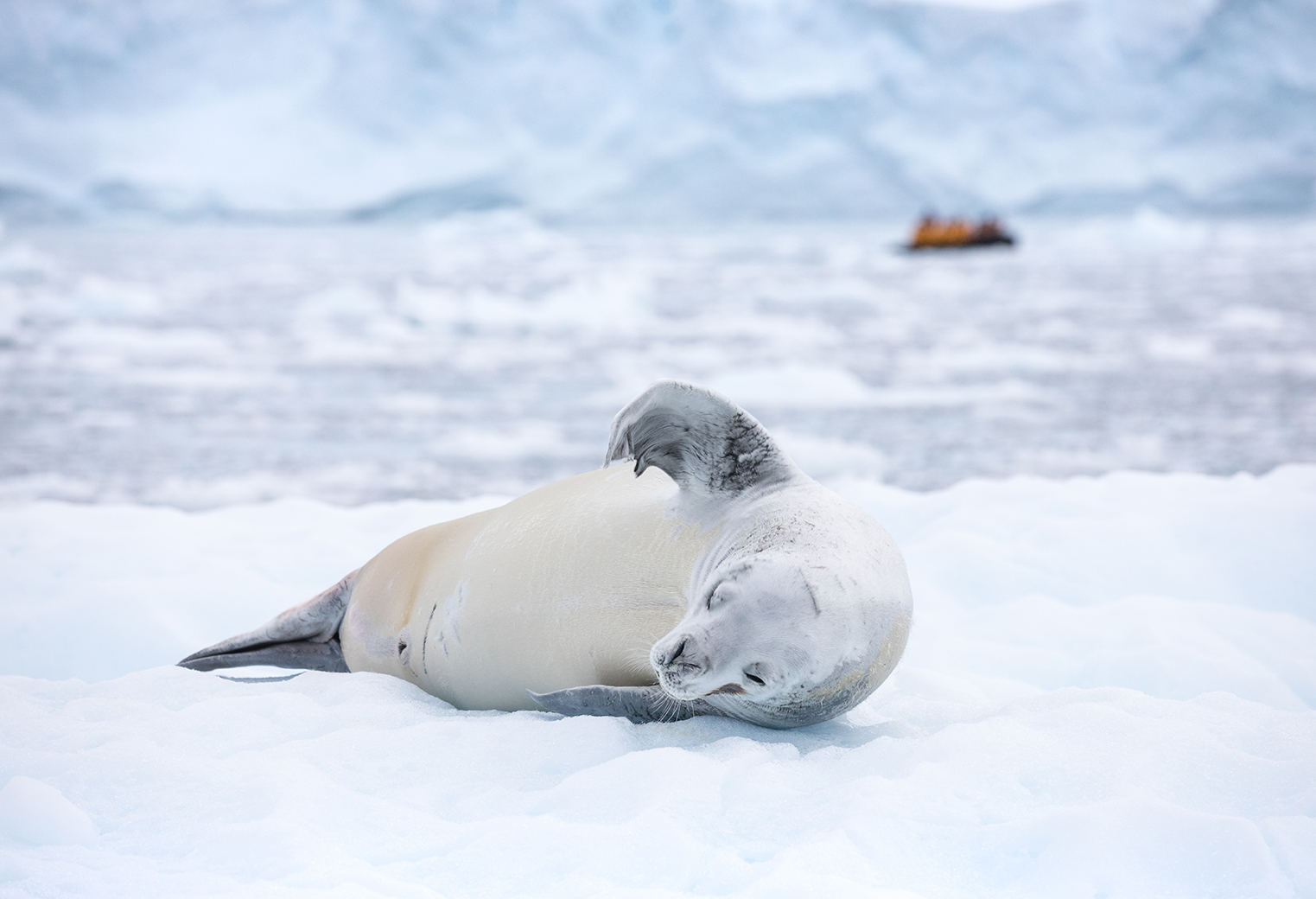 Crab-eater-seal-in-Antarctica-on-an-expedition-cruise-Quark Crab eater seal