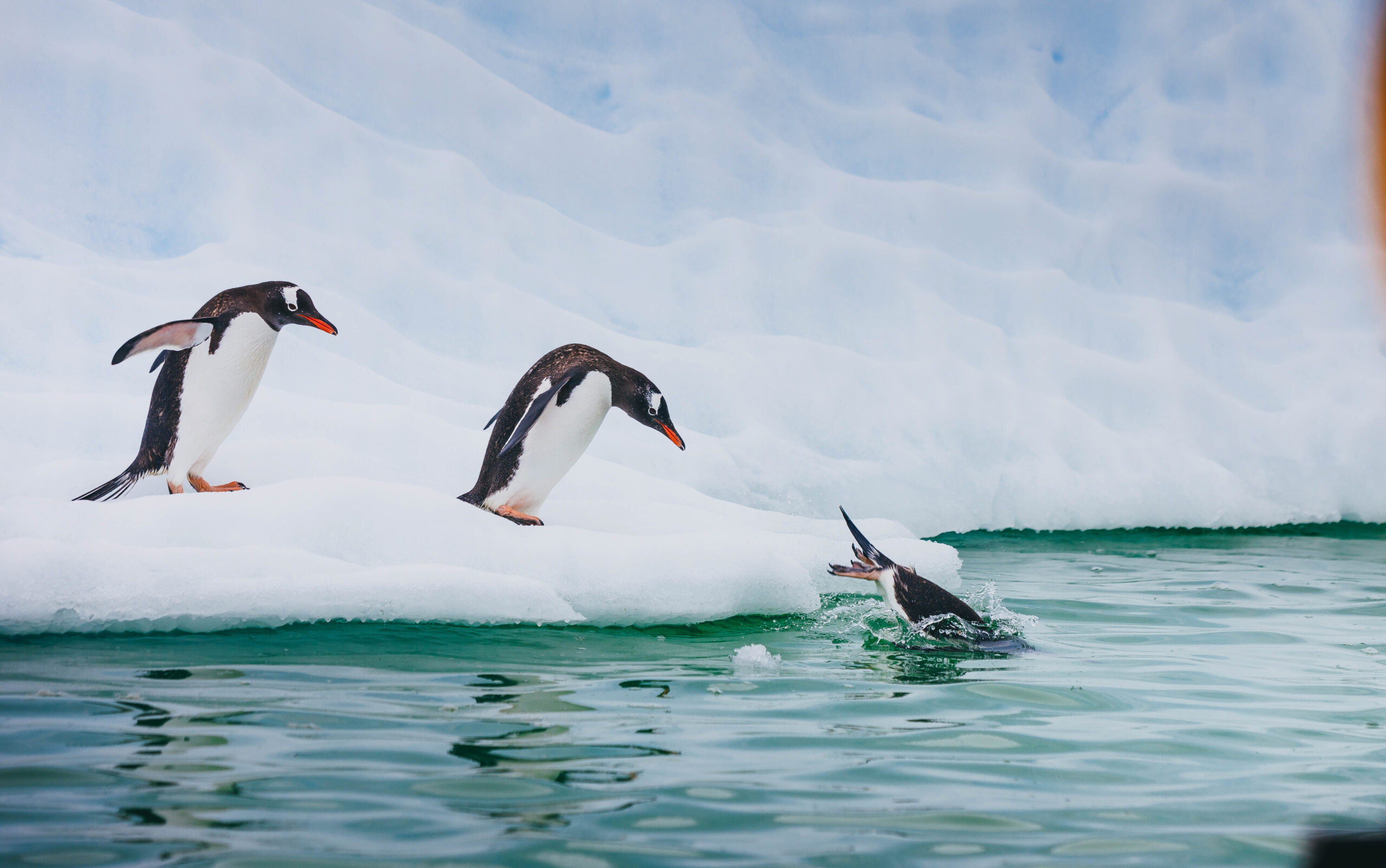 Gentoo-Penguins-in-Antarctica-4-Quark Gentoo penguins in Antarctica