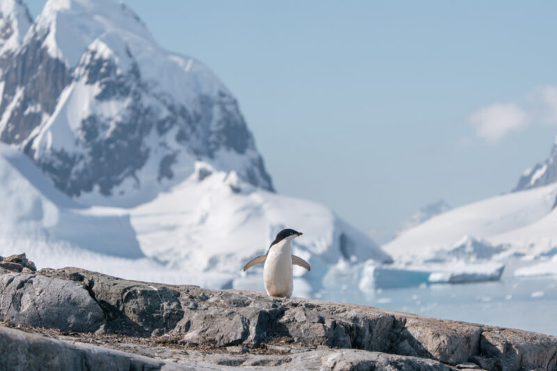 Penguin in Antractica