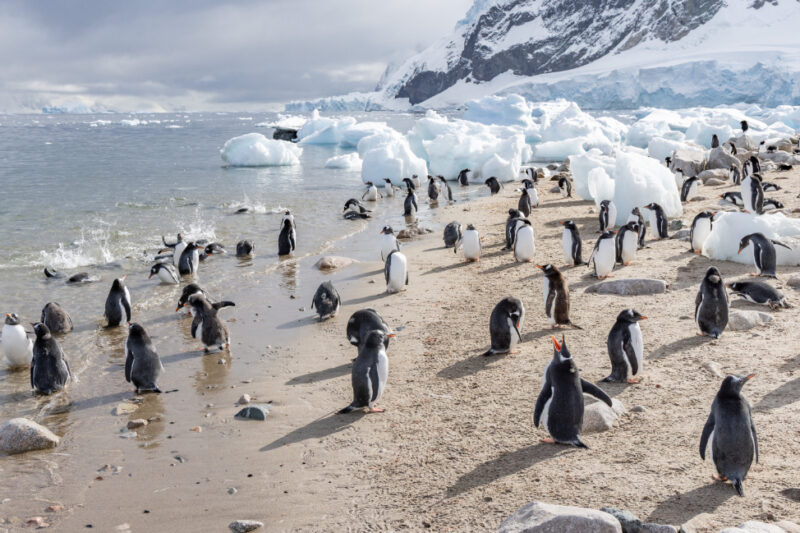 Antarctica scenery with penguins