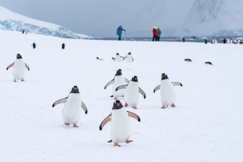 Antarctica scenery with penguins