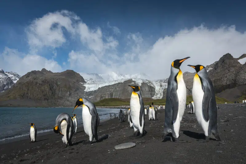 Penguins in South Georgia