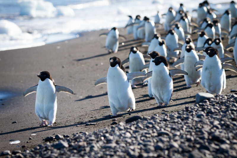 Heritage cruise, penguins on shore