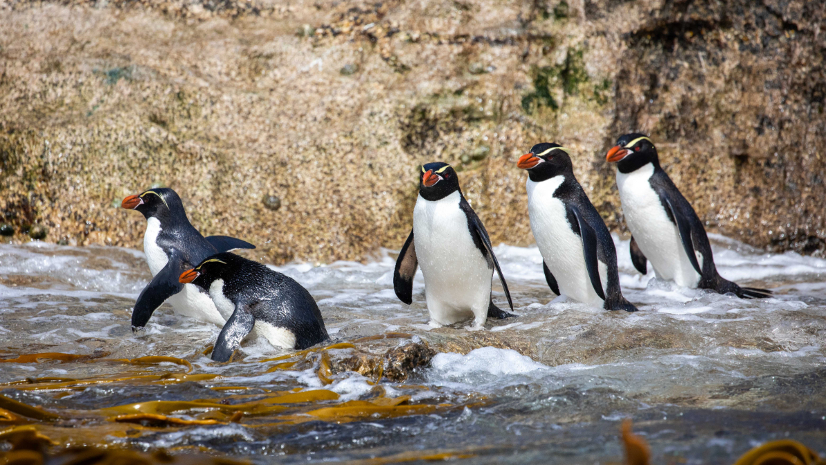 Heritage-New Zealand-35 Penguins in Subantarctic Islands