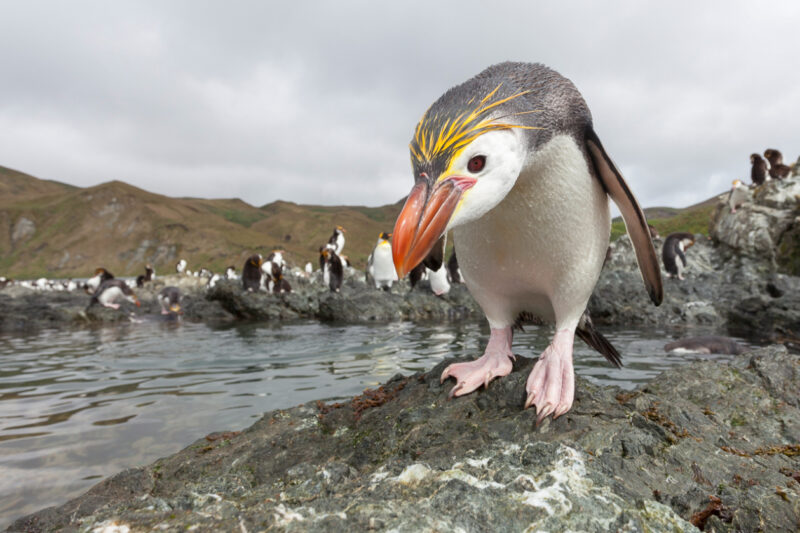 Royal Penguin