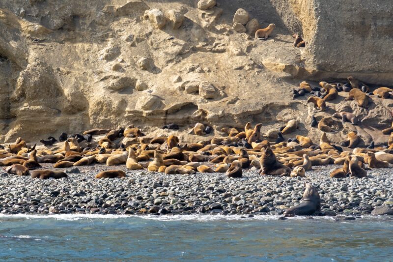 Isla Marta sea lions
