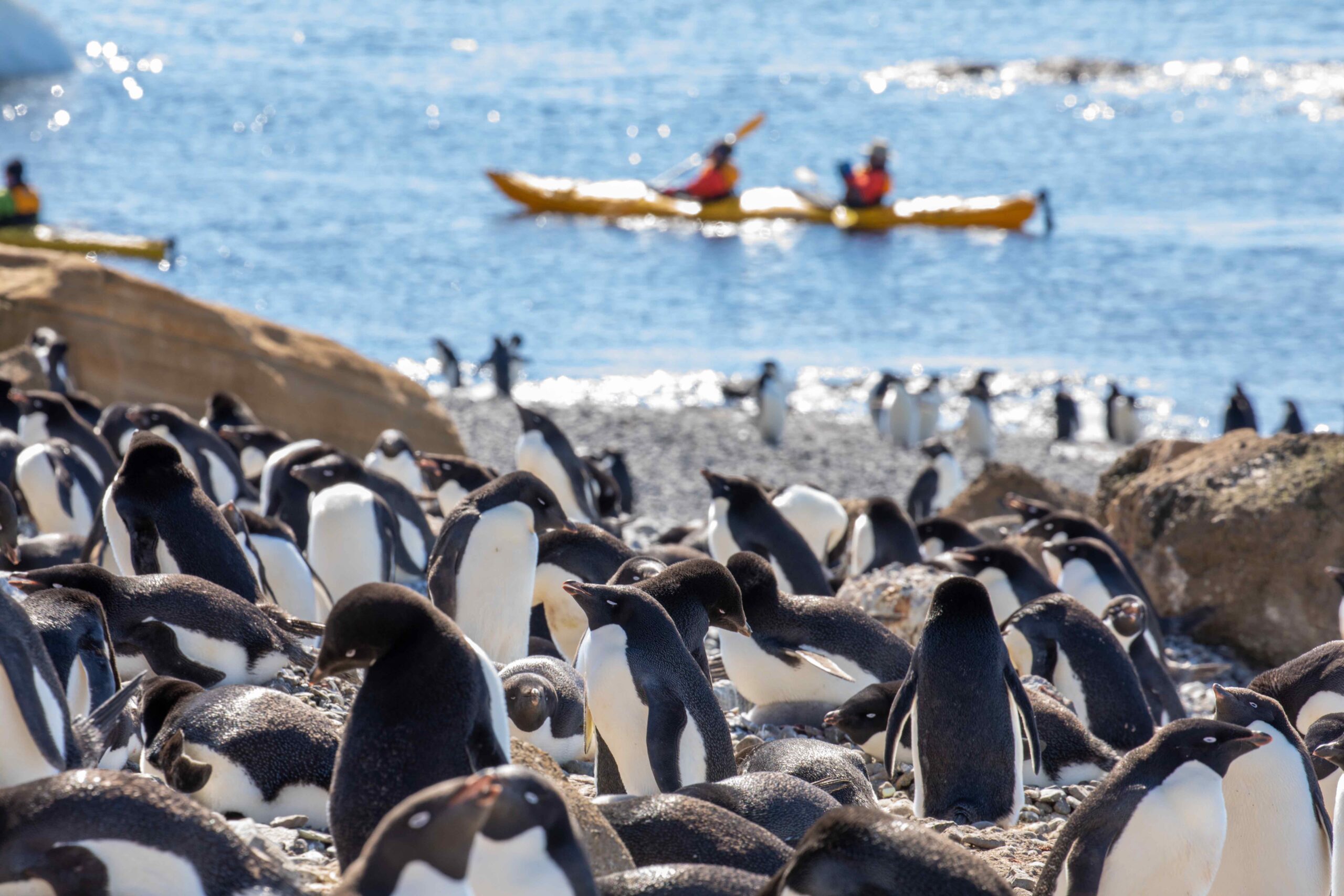 Kayaking-penguins-quark kayakers with penguins