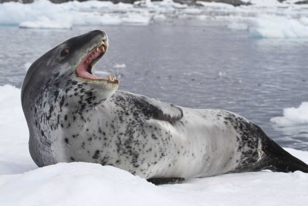 A leaopard seal with its jaws open