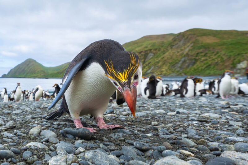 Macquarie Island