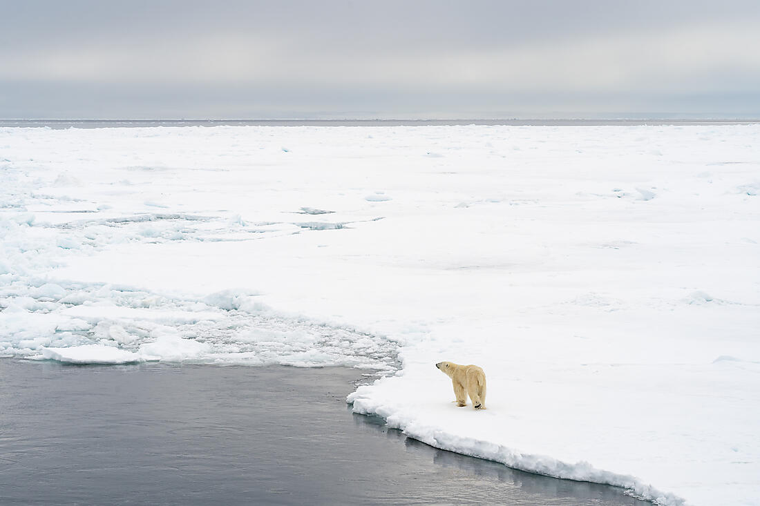 Polar-Bear polar bear