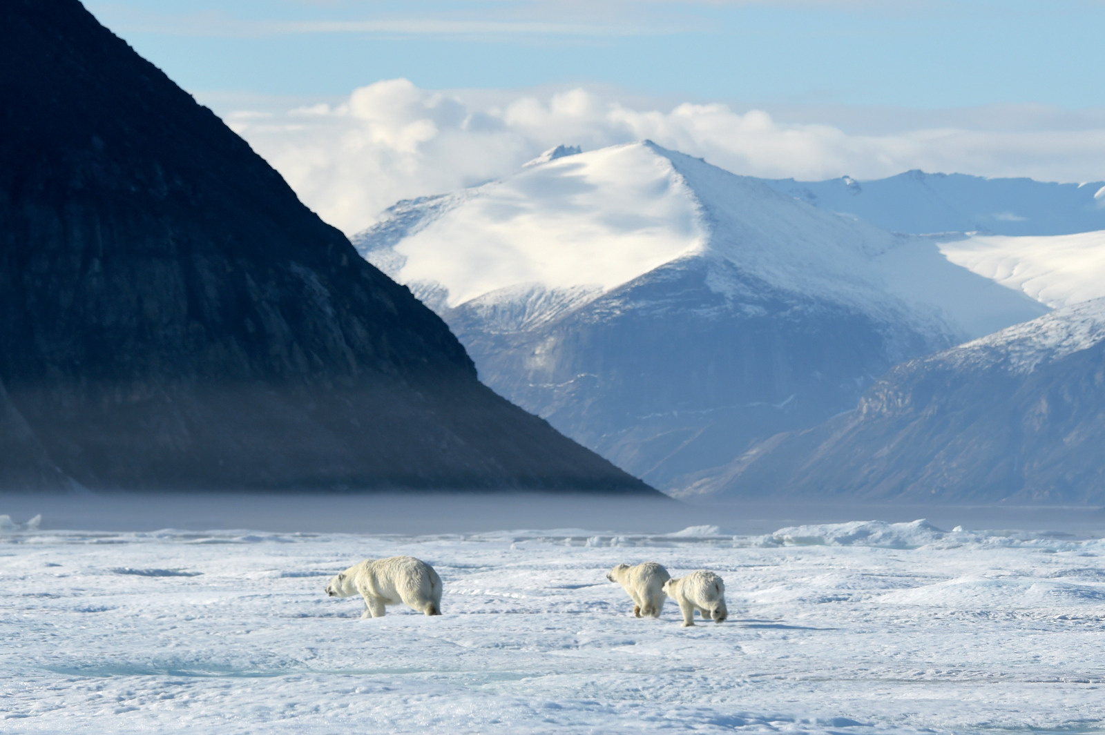 Polar-Bears-in-East-Greenland-PONANT Polar Bears in East Greenland
