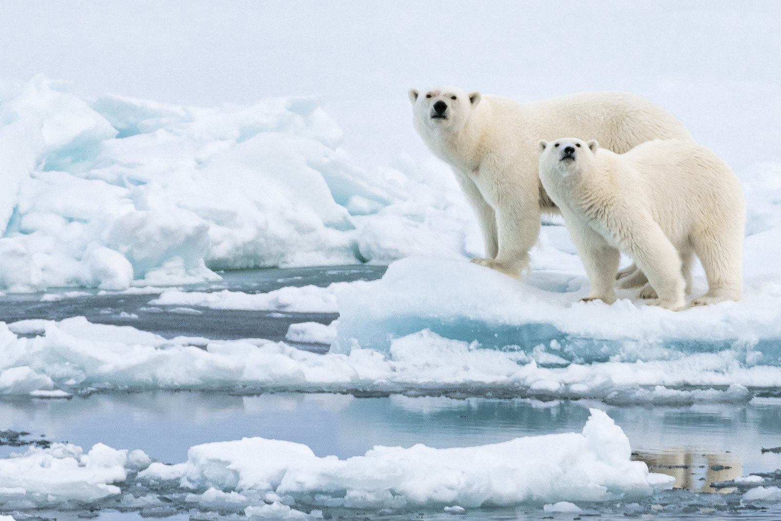 Polar-Bears-on-the-sea-ice-PONANT Polar Bears on the sea ice
