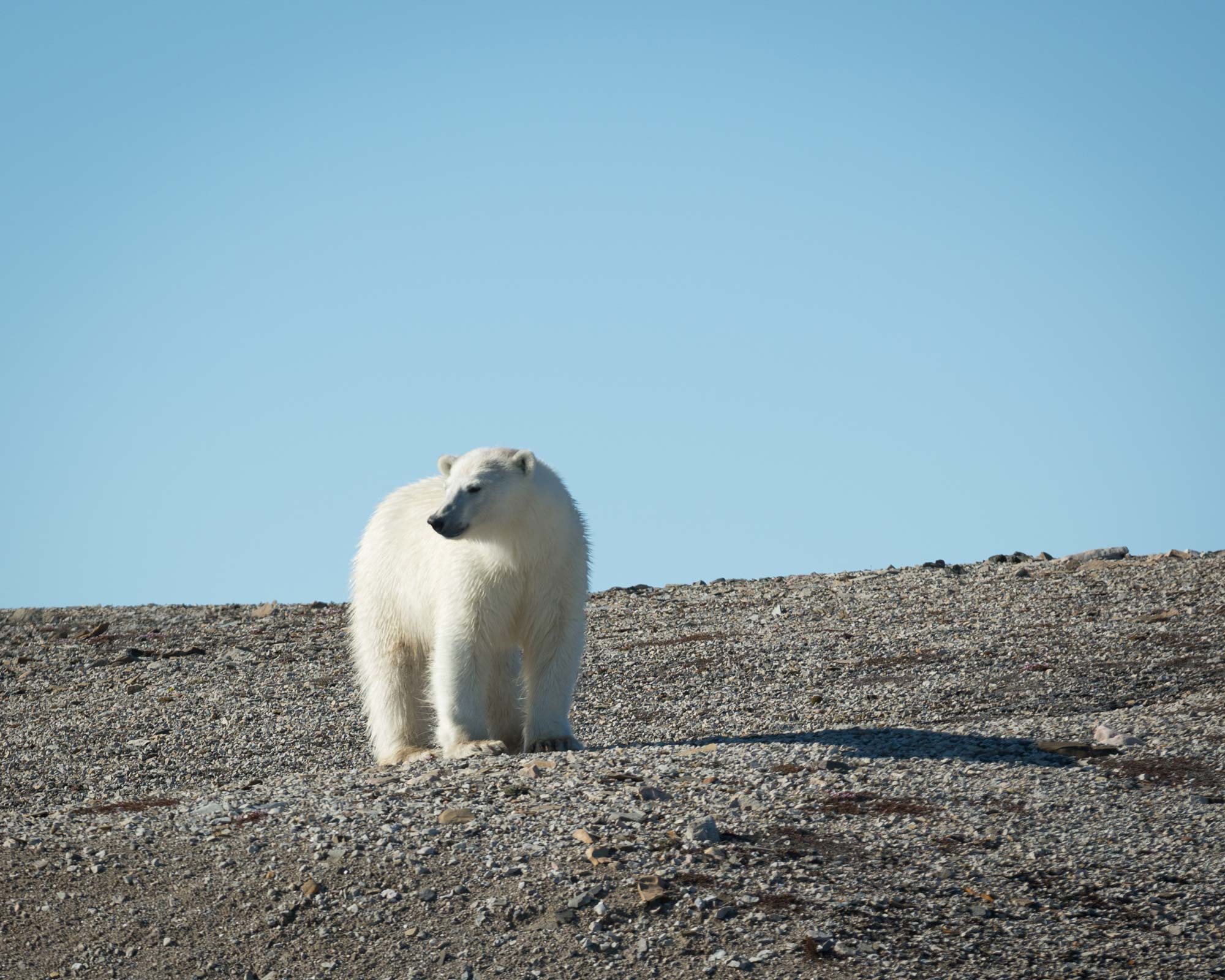 Polar-bear-in-svalbard-Quark polar bear