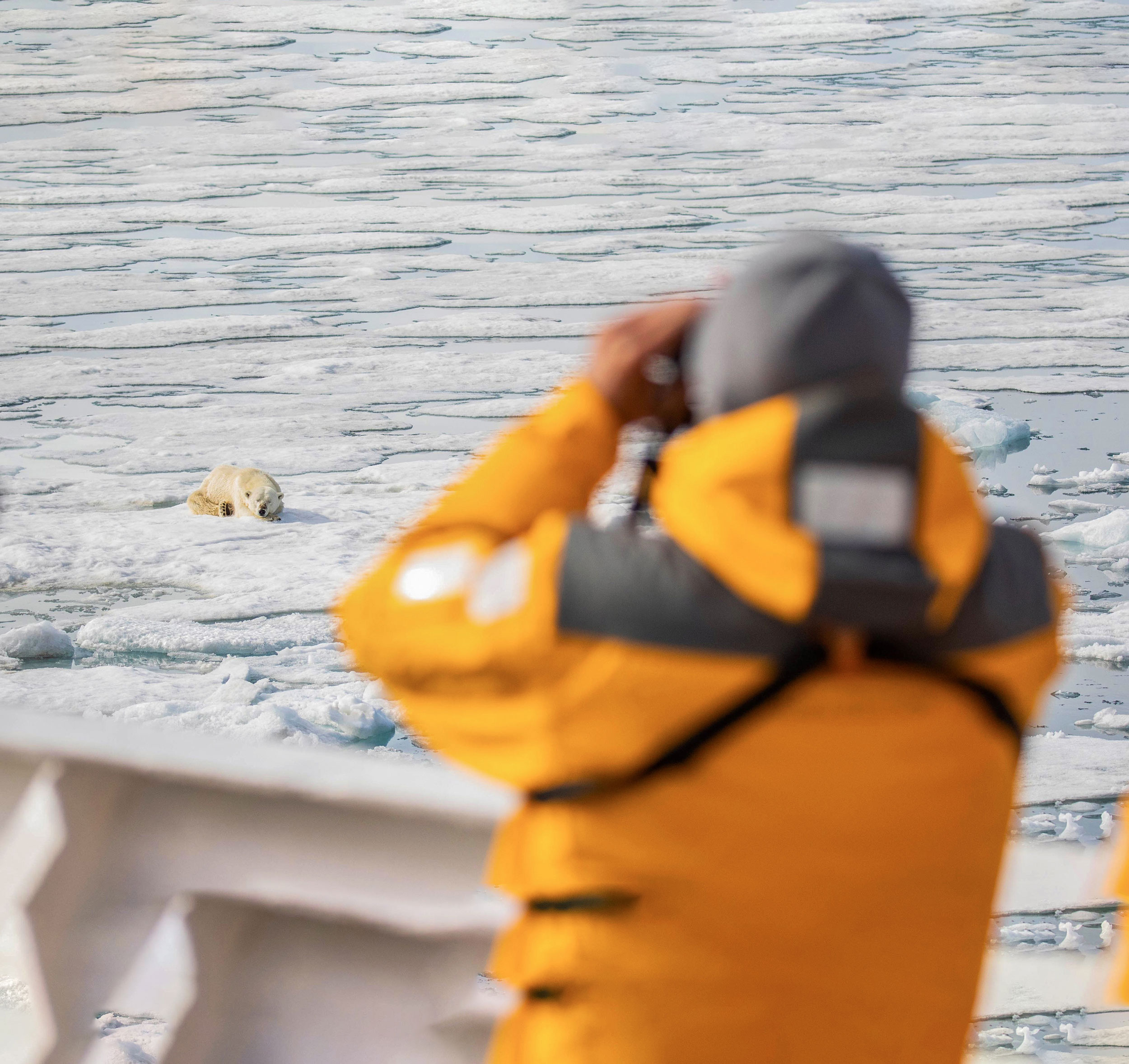 Polar-bear-spotting-in-Svalbard-Quark polar bear spotting in Svalbard