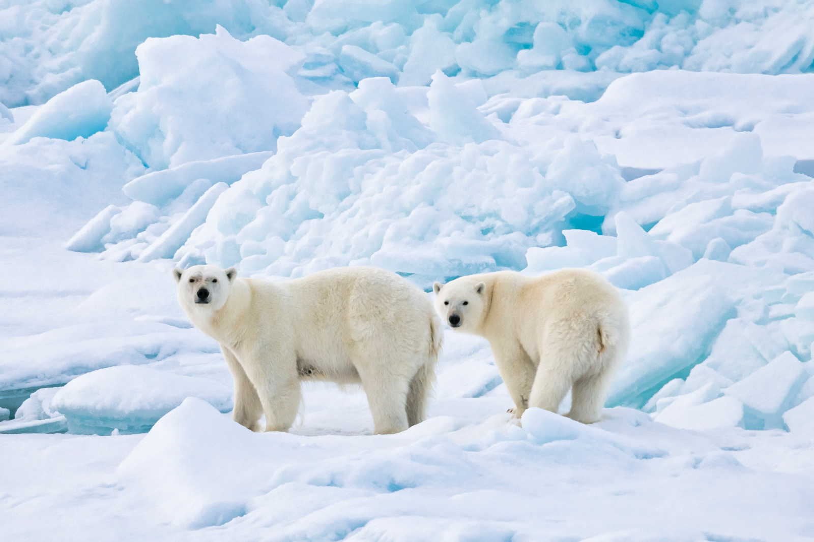 Polar-bears-on-an-icebreaker-cruise-in-Arctic-Greenland polar bears