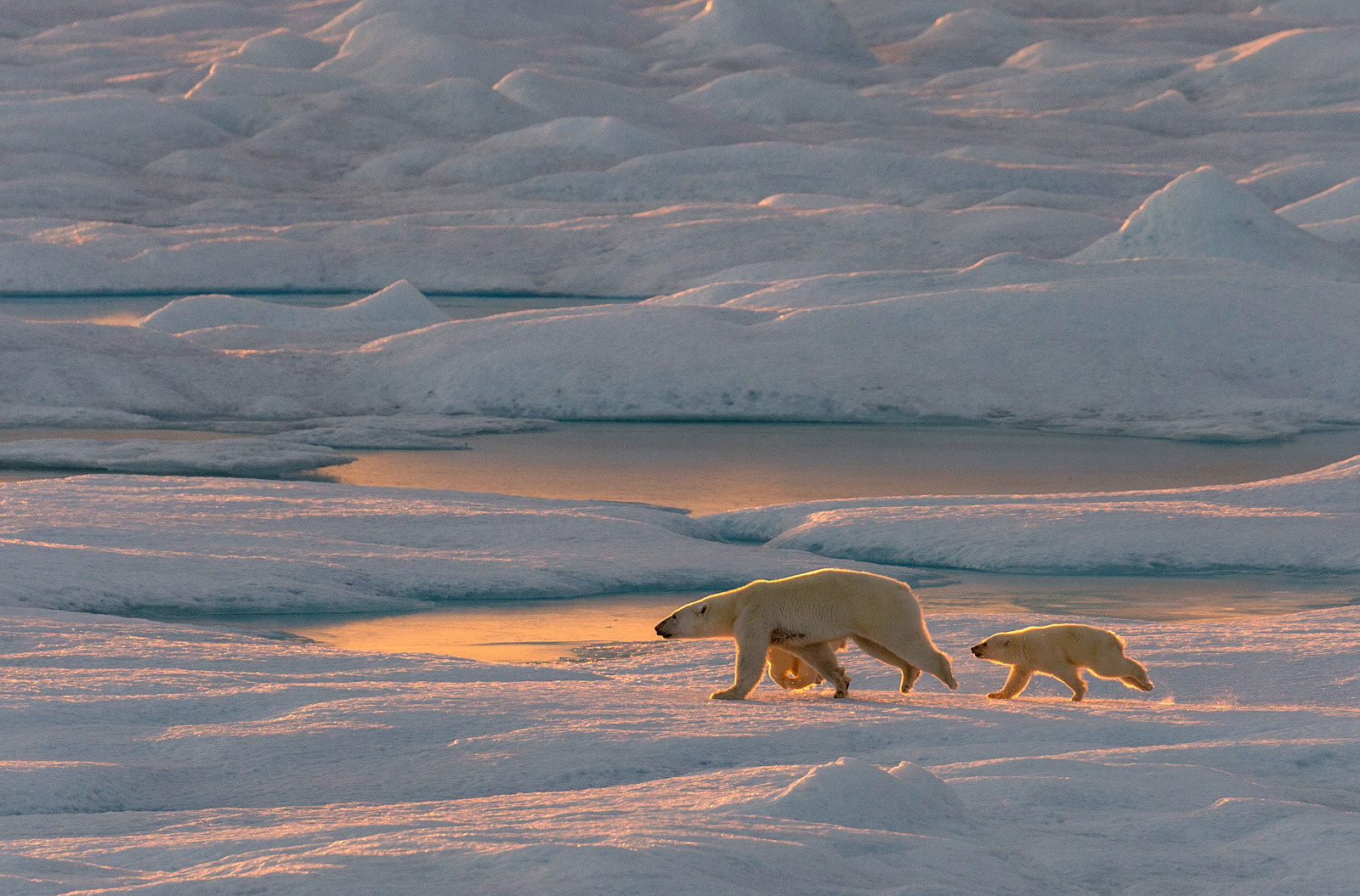 Ponant_2-Canada (2) Polar bears in Canada