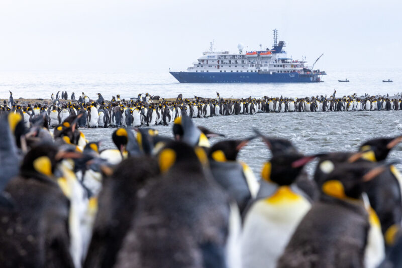Sea Spirit with penguins