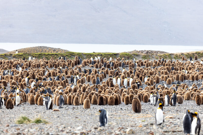 Penguins in South georgia
