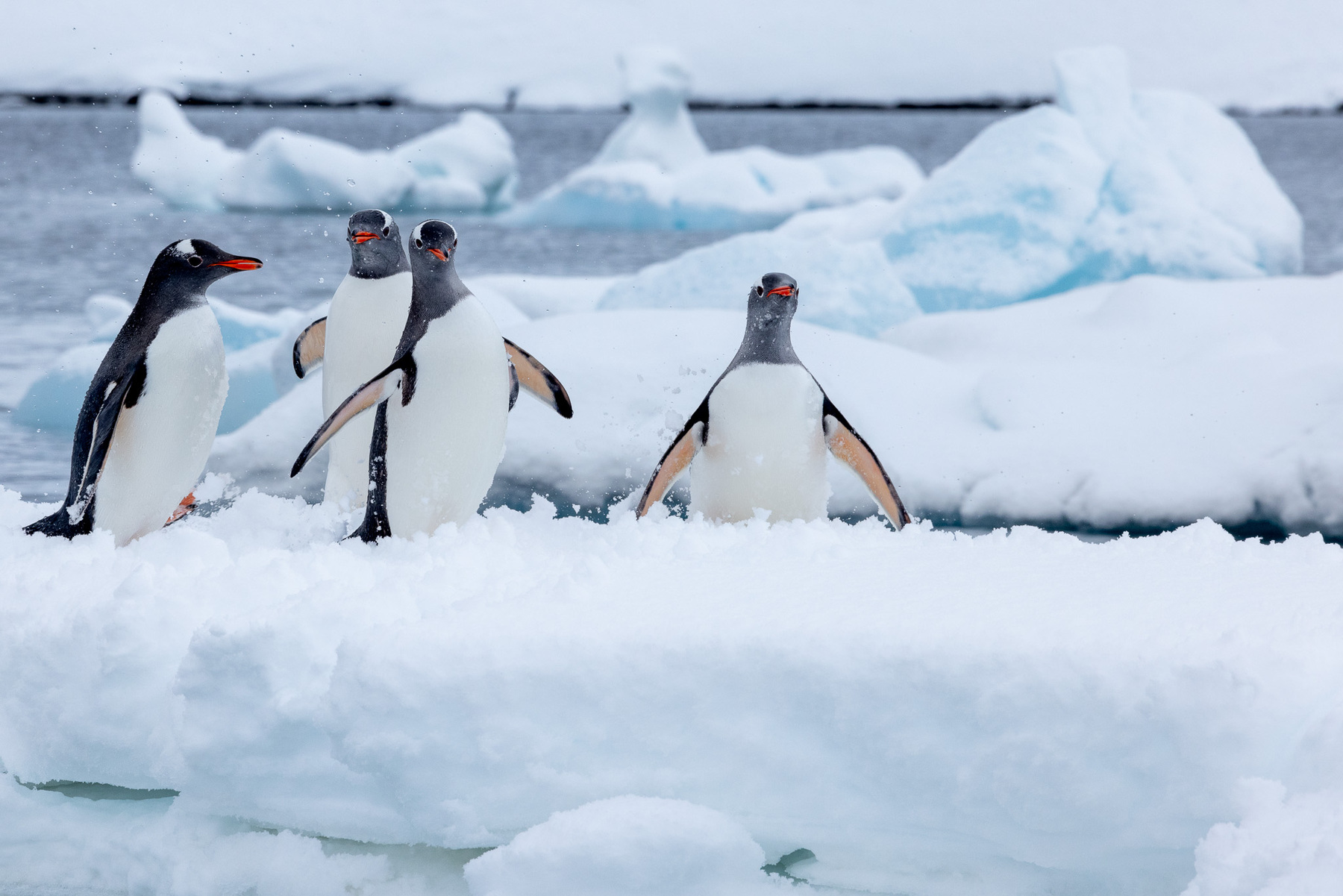 Poseidon-Antarctica-South Georgia-Falklands-00013 penguins on ice in Antarctica