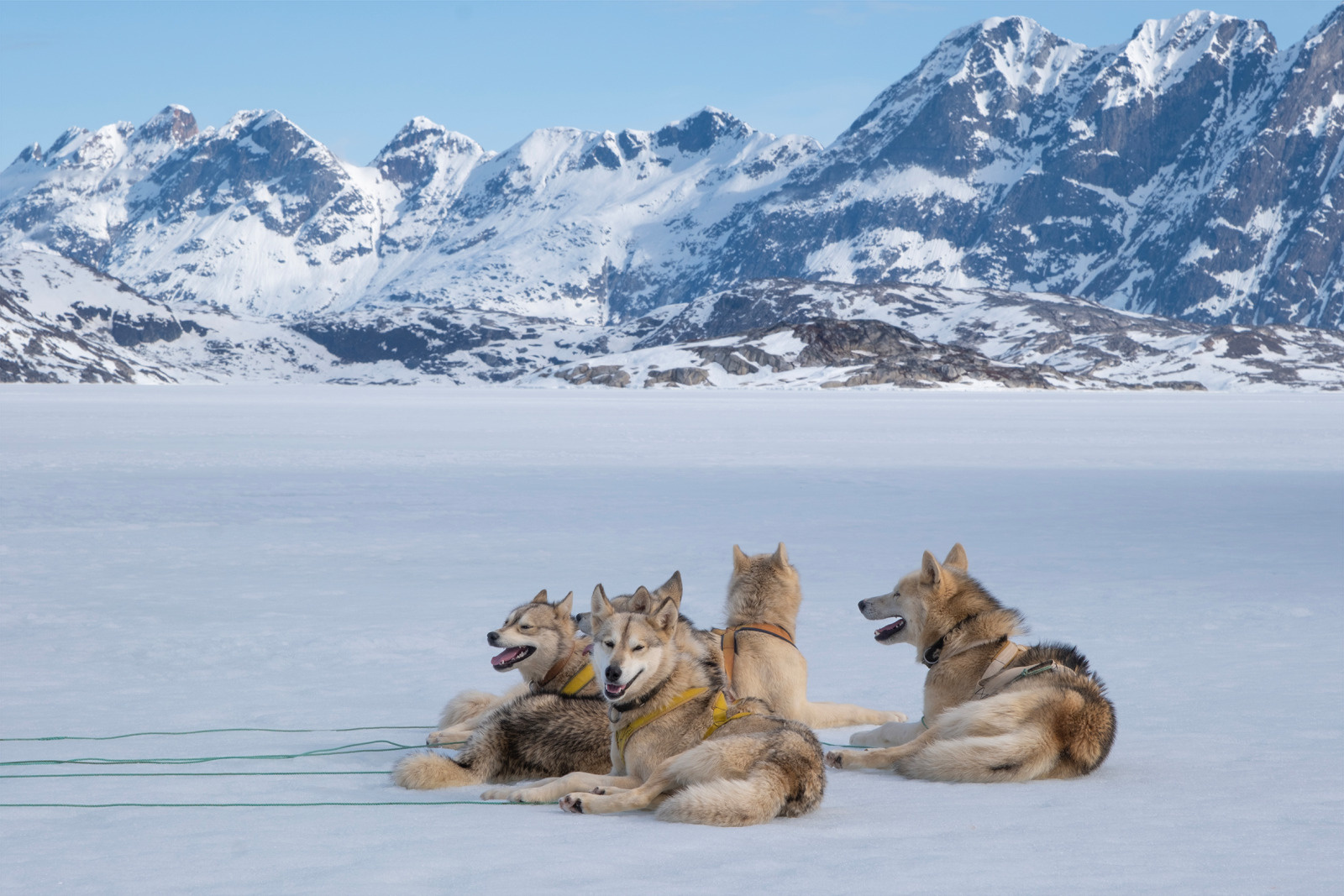 Sled-Dogs-in-Greenland-PONANT-1.jpg sled dogs
