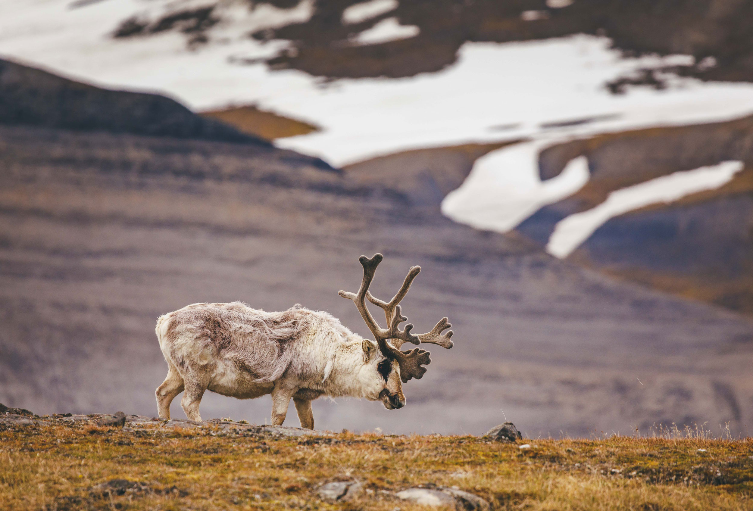 Svalbard-Reindeer-in-Spitsbergen-Quark Reindeer in Svalbard