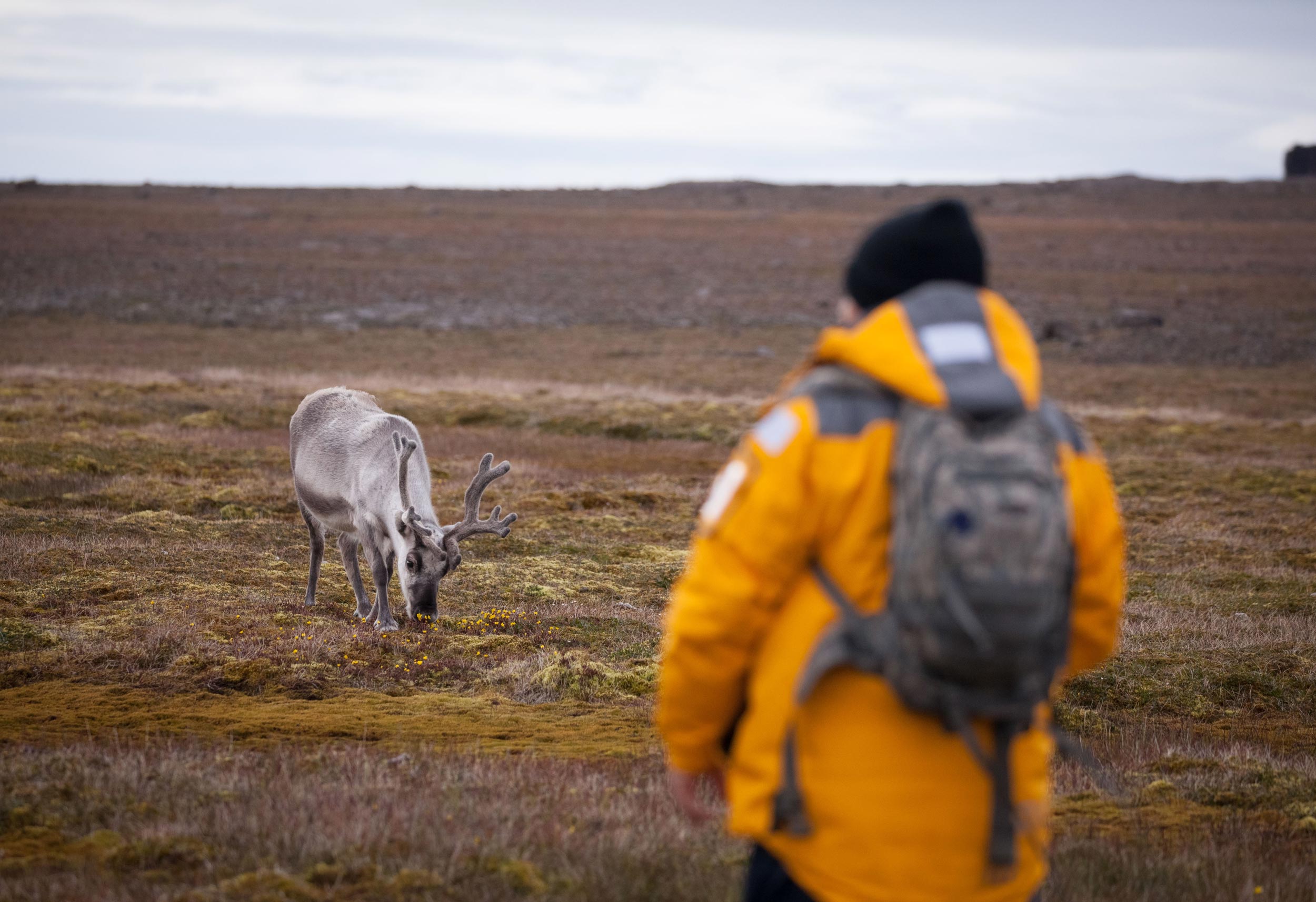 Svalbard-reindeer-in-Tundra-Quark Svalbard reindeer