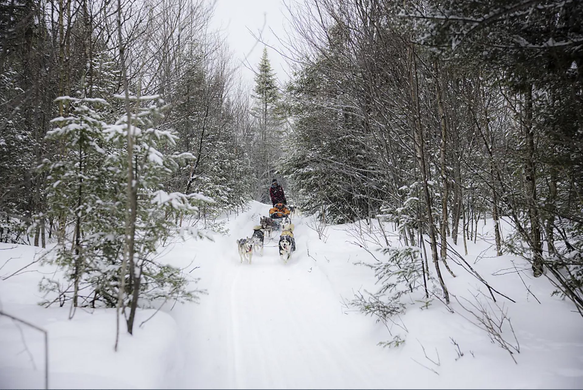The-St.-Lawrence-River-in-the-Heart-of-the-Boreal-Winter-10-PONANT.jpg dogs near St.Lawrence River
