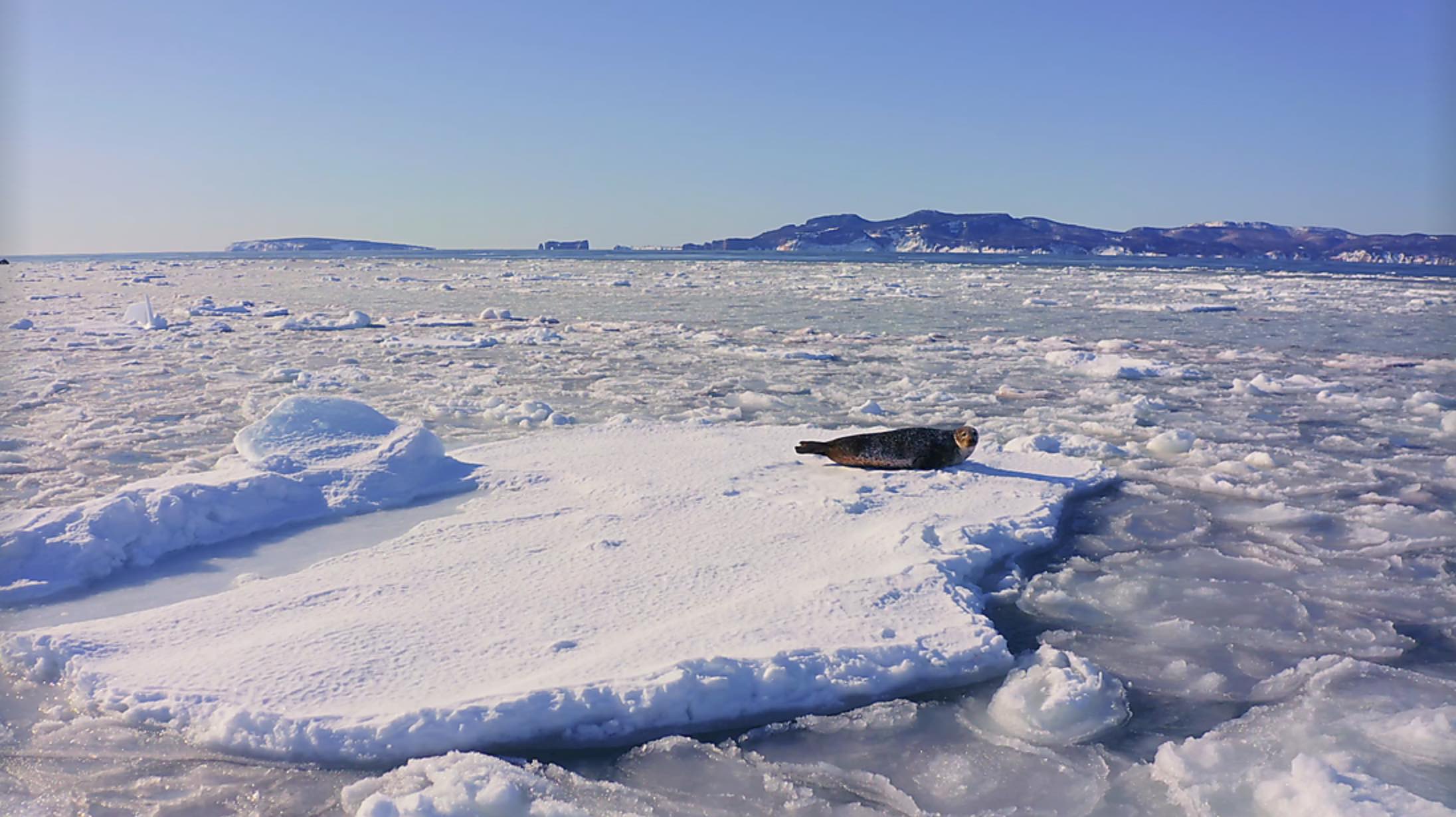 The-St.-Lawrence-River-in-the-Heart-of-the-Boreal-Winter-2-PONANT.jpg Ice near St.Lawrence River