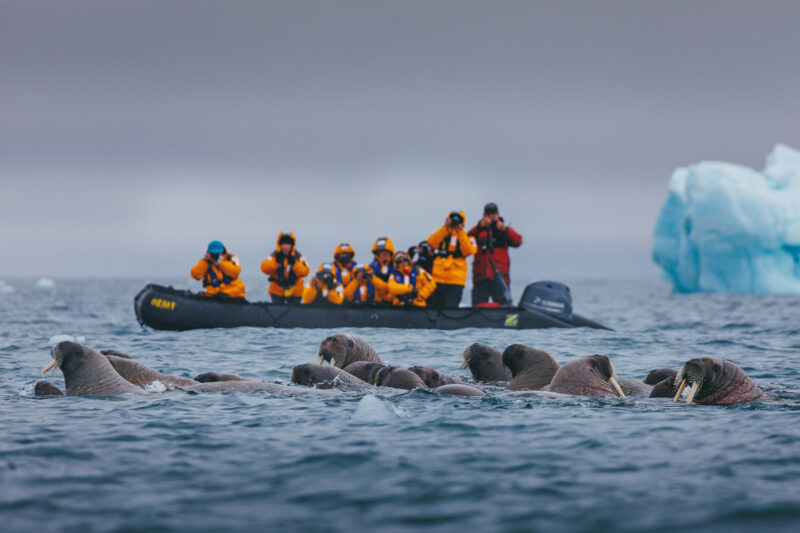 guests watching walrus from zodiac in Svalbard