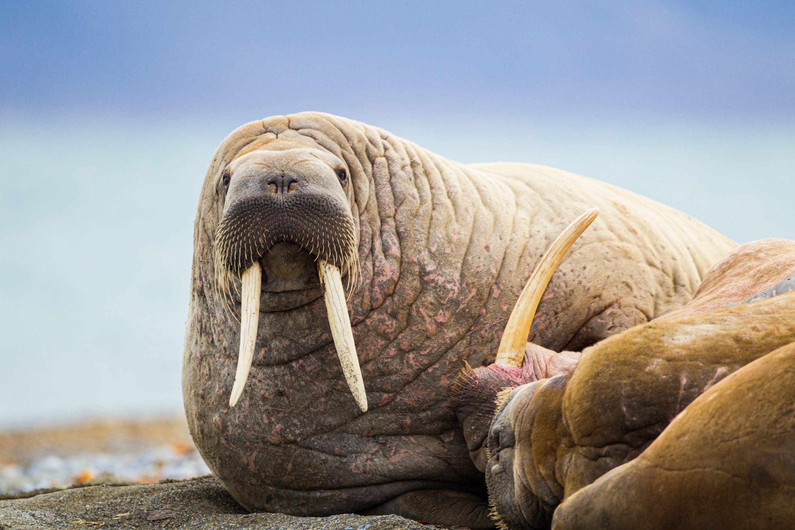 Walrus-with-tusks-Animals-of-the-North-Pole-scaled