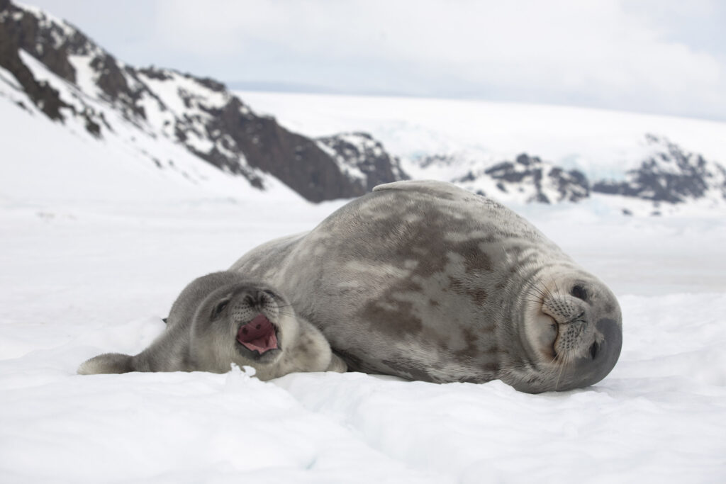 A Weddell seal and cub on an ice floe