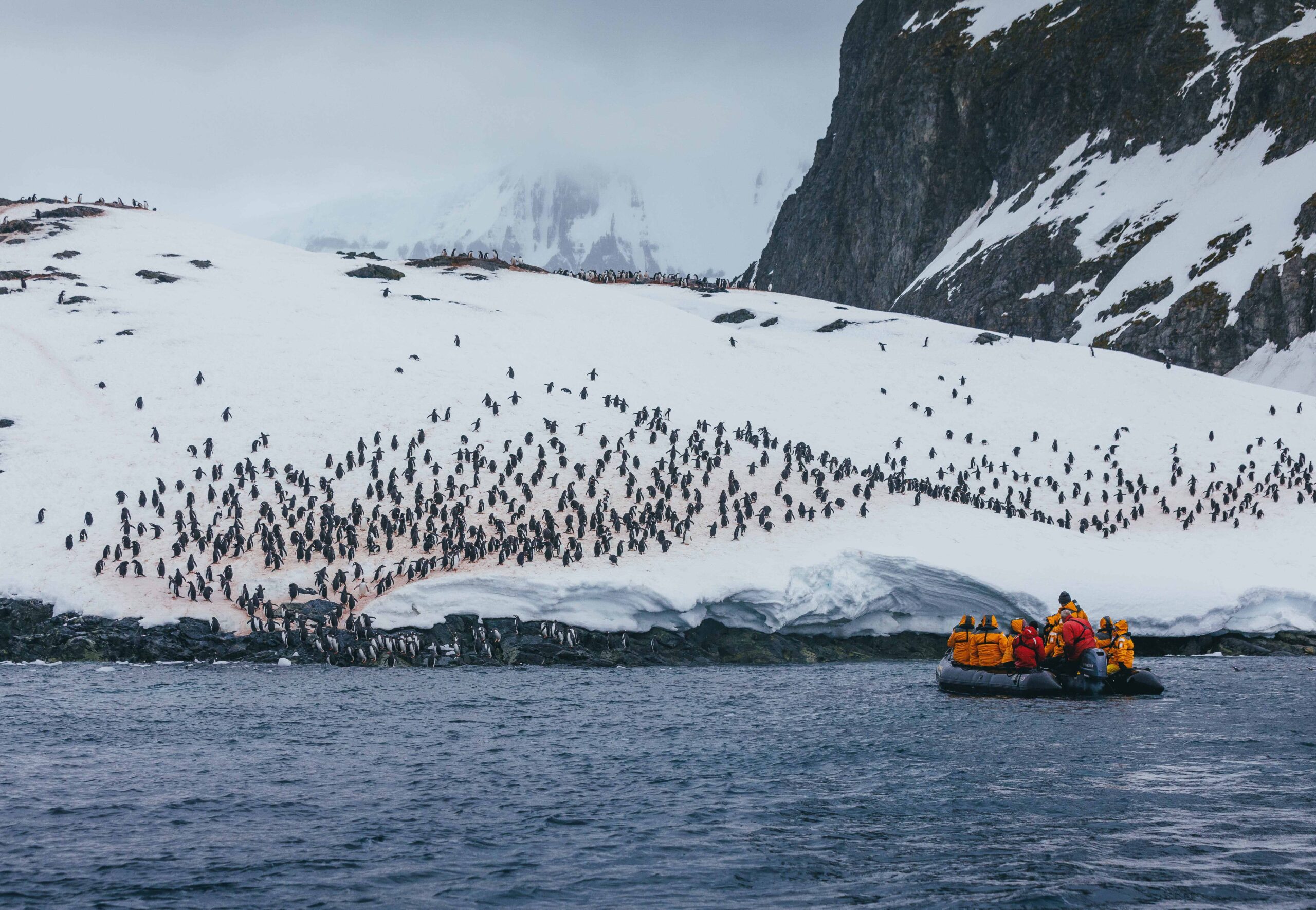 Zodiac-cruising-by-a-penguin-colony-in-Antarctica-Quark zodiac cruising by penguin colony