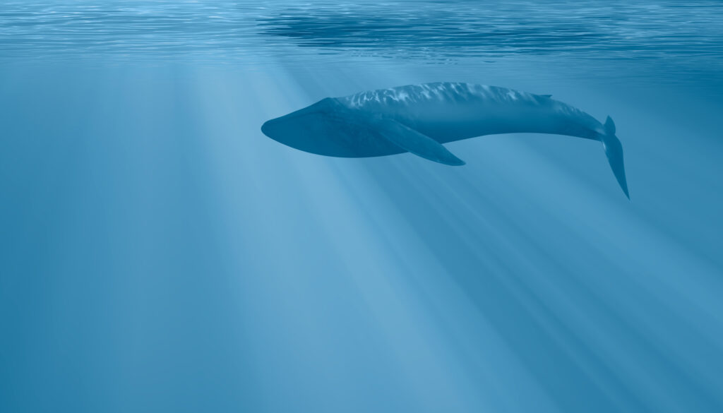 a blue whale swimming underwater
