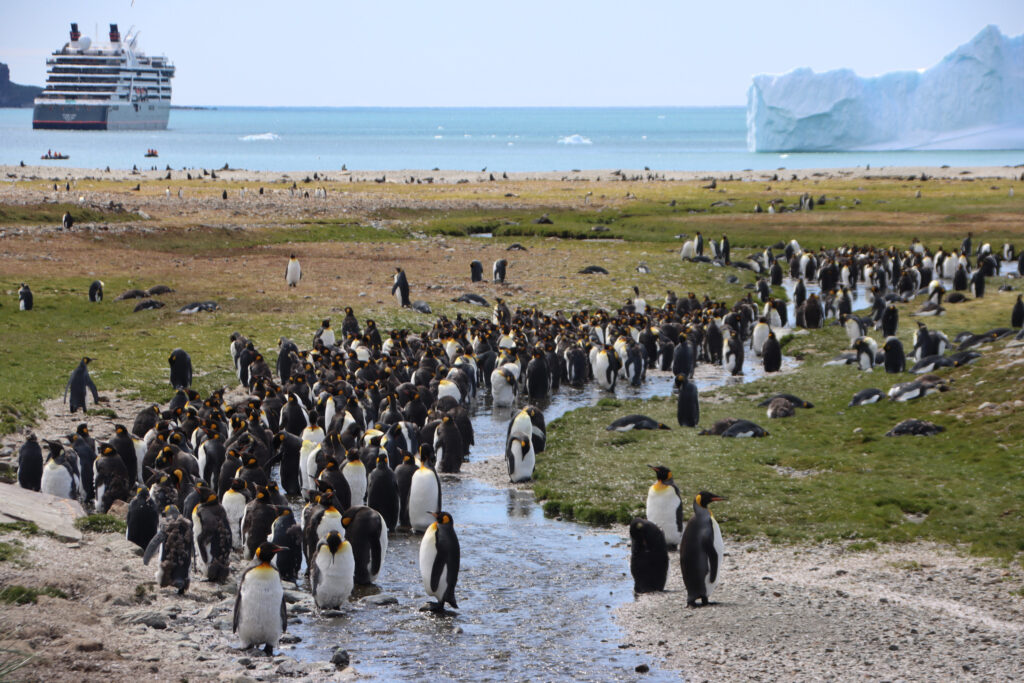 king penguins and a cruise ship in South georgia